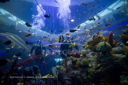 Image du Maroc Professionnelle de  Des hommes grenouilles s’activent au nettoyage du récif de corail de l’Aquadream, un aquarium massif de 1.000.000 L, conçu et construit par International Concept Management (ICM). Les visiteurs ont la possibilité de faire de la plongée sous-marine à l'intérieur de l'aquarium pour cela ils seront  accompagné par un instructeur professionnel, pour d’autre la possibilité de faire un tour à travers le centre pour découvrir environ 40 espèces différentes de poissons.  Située sur le Boulevard de la Corniche Boulevard de L'Océan Ain Diab, à Casablanca, Vendredi 16 Décembre 2011. (Photo / Abdeljalil Bounhar) 